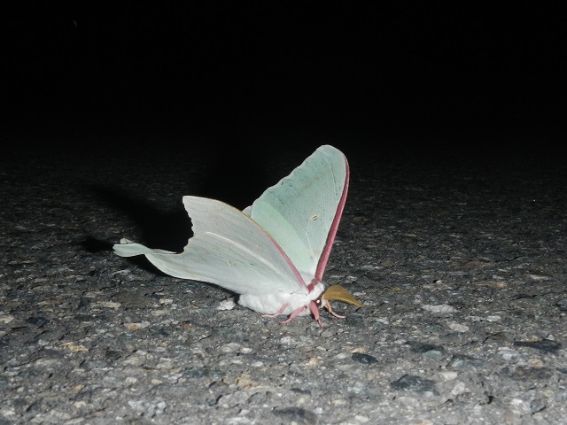 �I�I�~�Y�A�I�͂�������イ���ł���