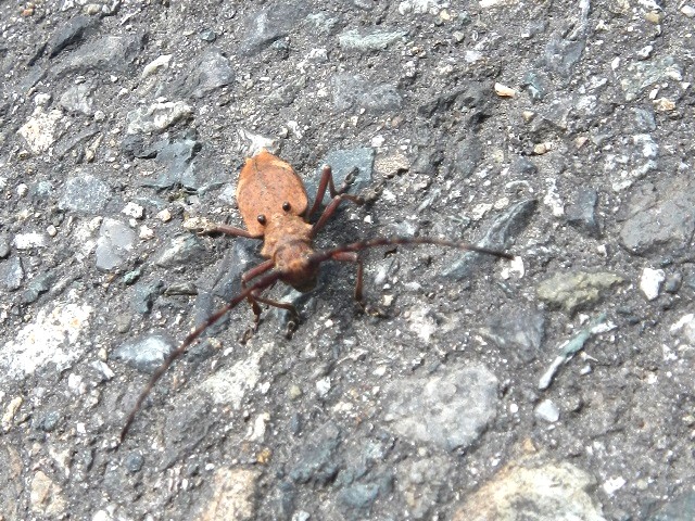 '�i���g�J'�R�u���n�Y�J�~�L��