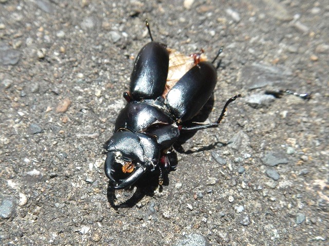 �A�J�A�V�������₦�₦