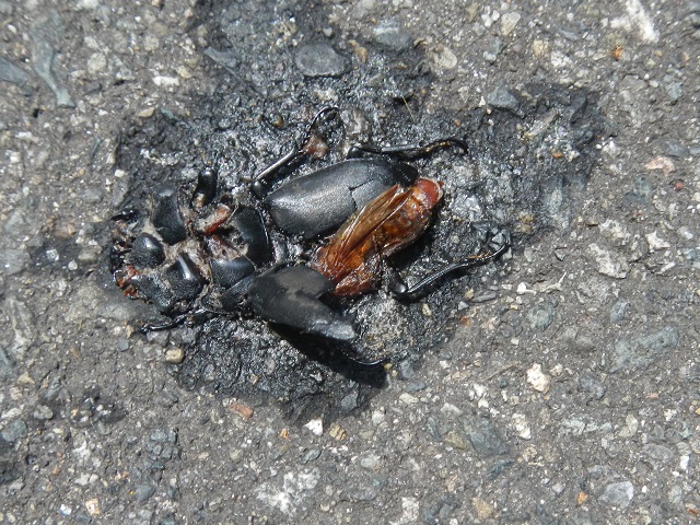 �q���I�I��24���Ԍ�ɂ͎��S