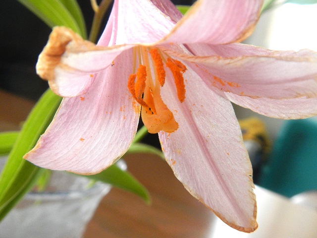 �q���T����