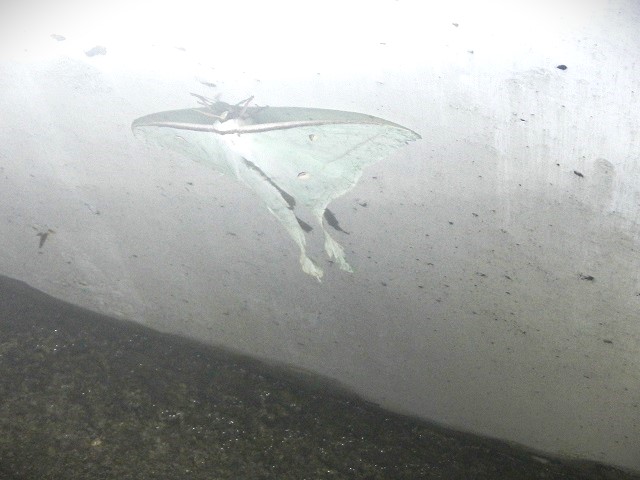 ��p�ɂ�����I�I�~�Y�A�I(�炵������)