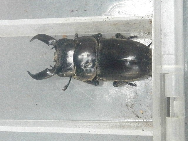 �^�C�����q���^��