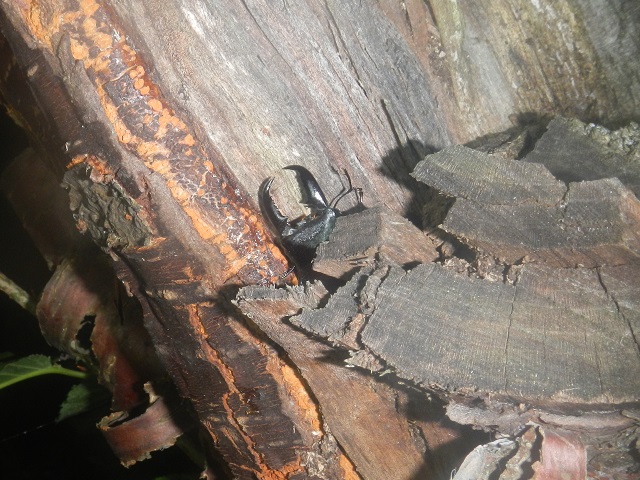 �^�C�����q���^��