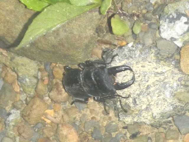 �^�C�����q���^��