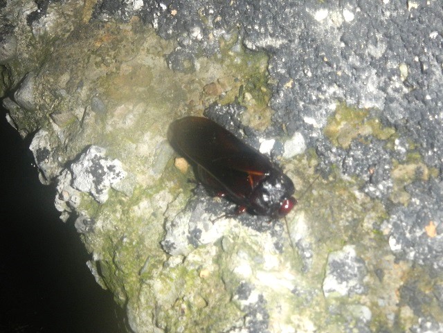 �i���g�J�A�A�A�R���`���E^^;