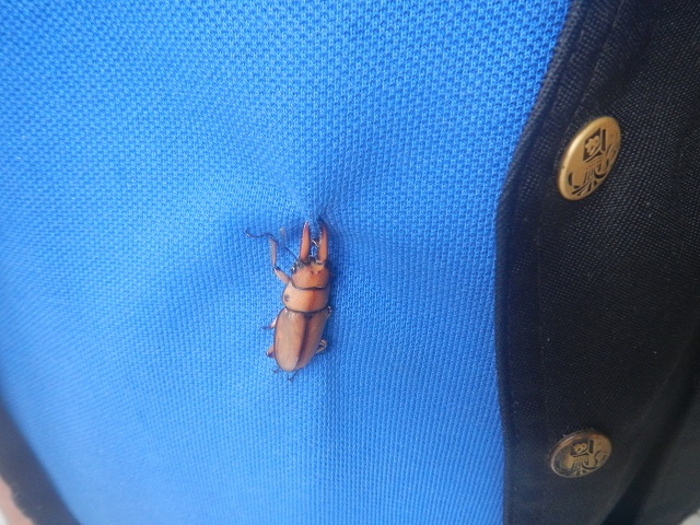 �ɂ��Ȃ��A�X�^�R�C�f�X�m�R�M����