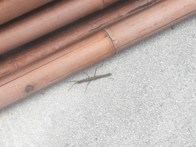 �i���g�J�i�i�t�V^^;