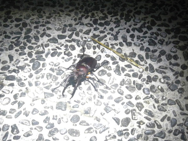 �^�C�����~���}��