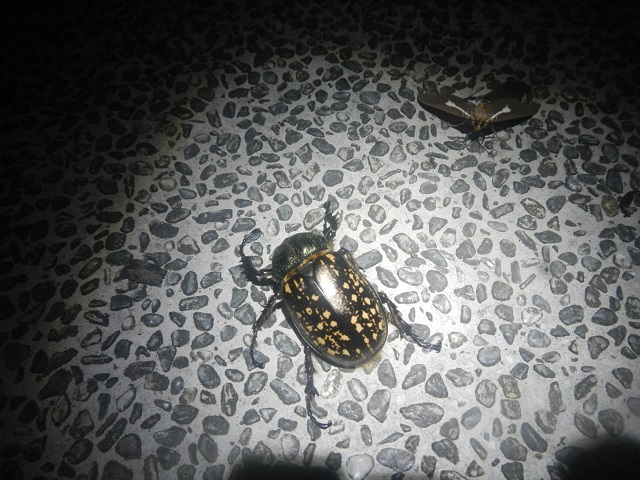 �^�C�����e�i�K�R�K�l��