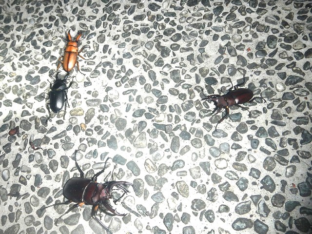 ���ォ��A�X�^�R�C�f�X�m�R�M���E�V�J�E�^�C�����~���}x2