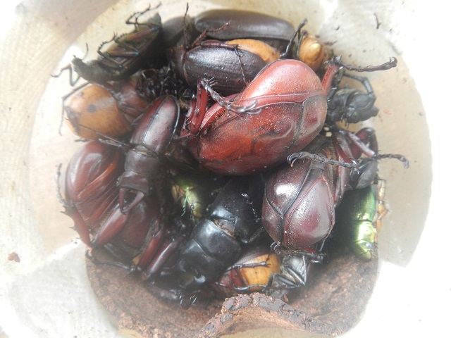 �|�_�G�`���A�����āA�|�G�`