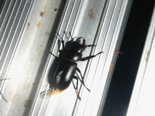 �A�J�A�V��