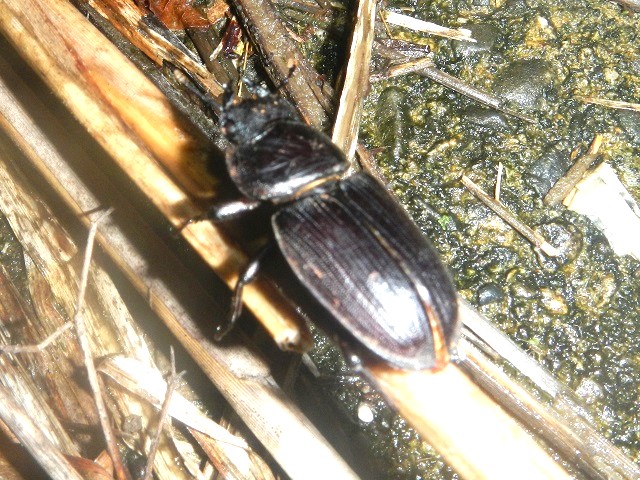 �I�I���@�s���{�P