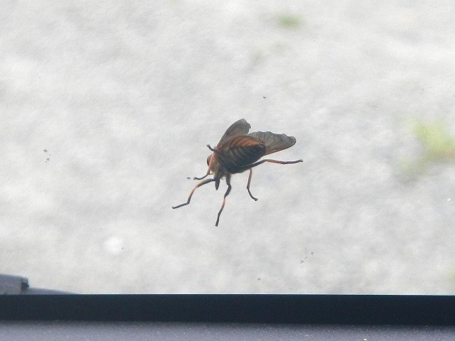 ���K���X�̌��������ɃA�u