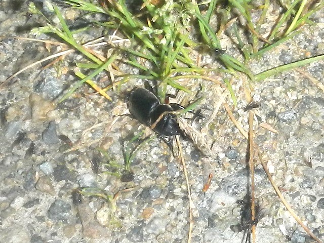 �A�J�A�V��