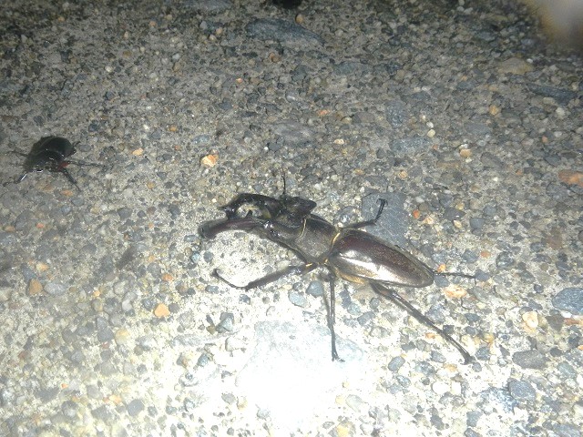 �I�I���ƃ~���}��