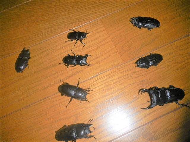 �����Y�I�I��(��)�ƁA�R�`�Y�I�I2��5��