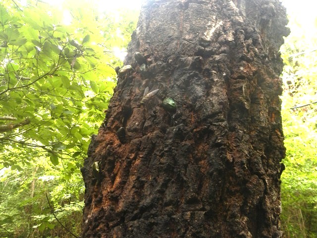 �J�i�u�������ς�