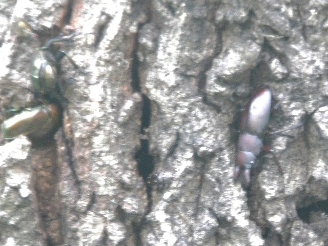 �m�R�M�����ƃJ�i�u��x2��