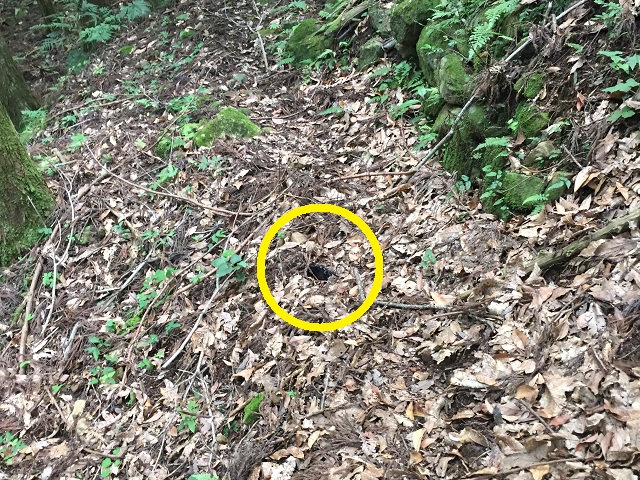 �g�щ摜�@���\�}�ΖʂȂ̂�