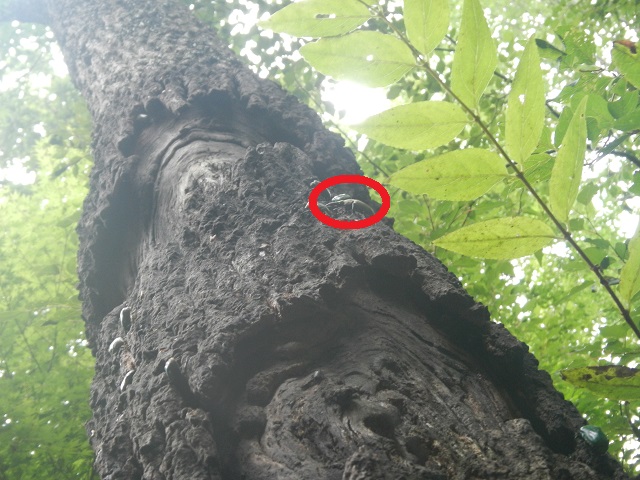 �~���}���ƃJ�i�u�������ς�