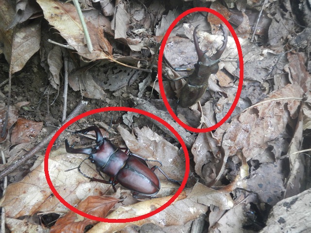 �m�R�M����(��)�ƃ~���}��