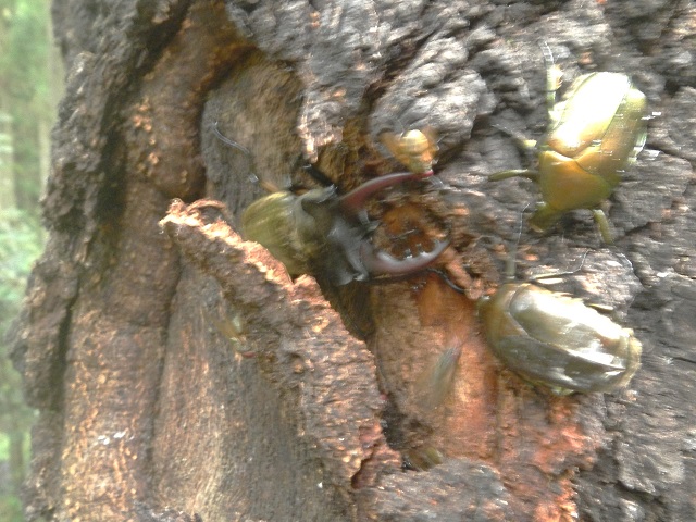 �~���}���ƃJ�i�u��x2��