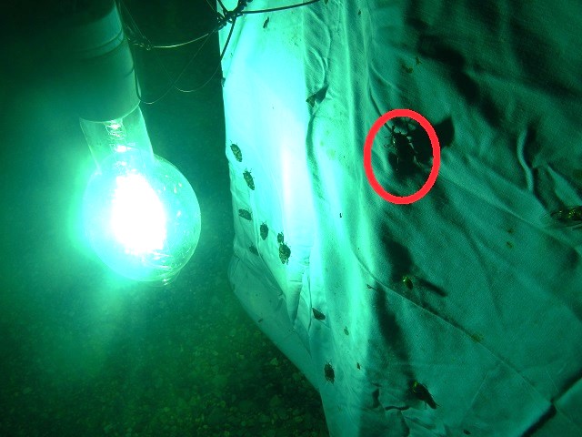 �m�R�M�����@�r��300w