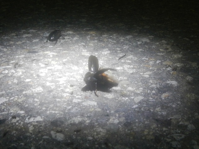 �K���V����ї��Ƃ���@��̕��ɂ̓m�R�M����