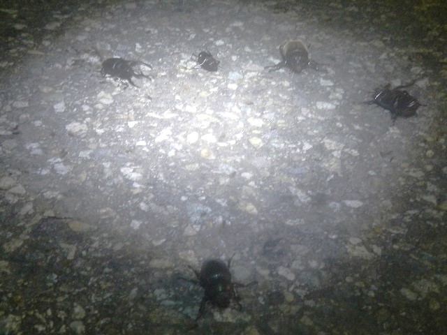 �m�R�M�����E�J�u�g1��2���E�K���V�@�����Z