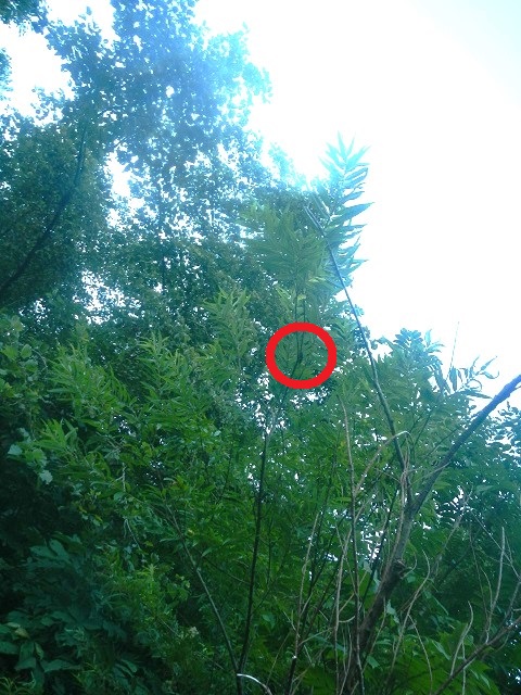 �q���I�I��