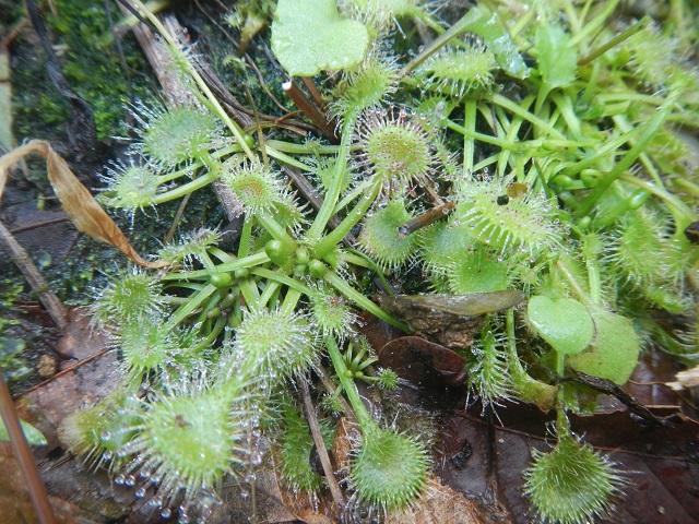 ���E�Z���S�P