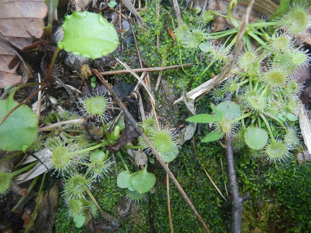 ���E�Z���S�P