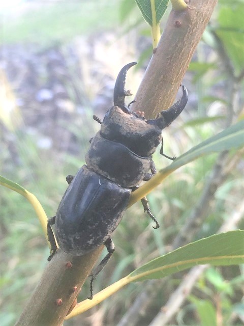 �q���^���@�����Z