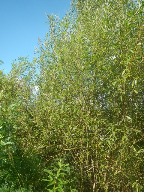 A��̃��i�M