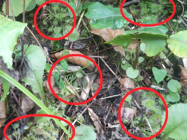 ���E�Z���S�P