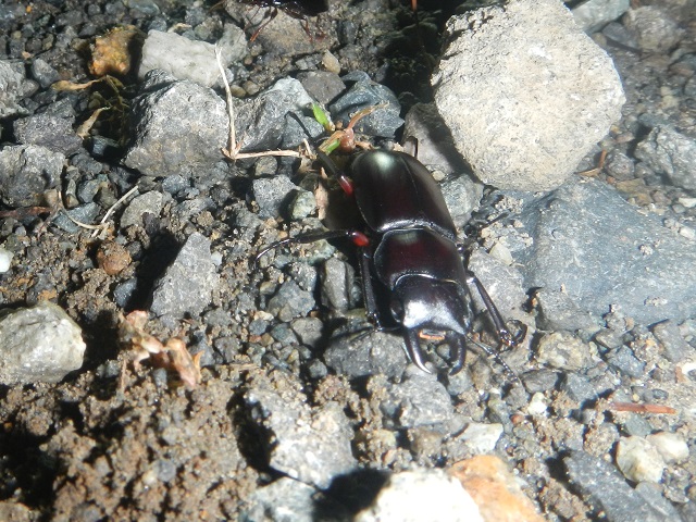 �A�J�A�V��