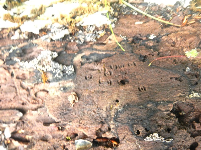 �Y���}�[�N