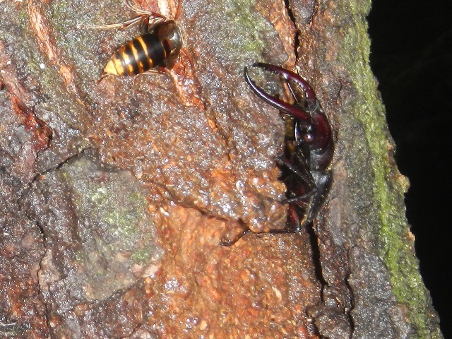 �m�R�M�����ƃn�`