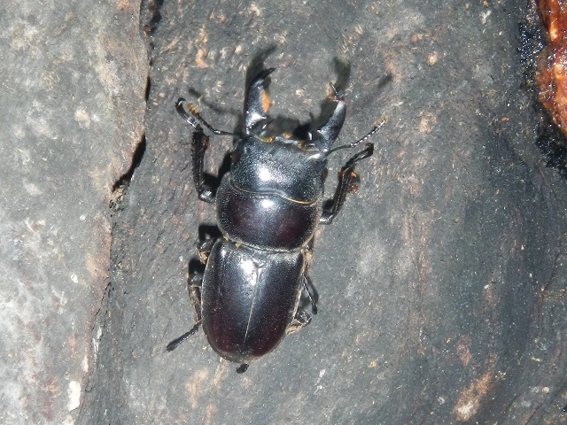 �q���^��