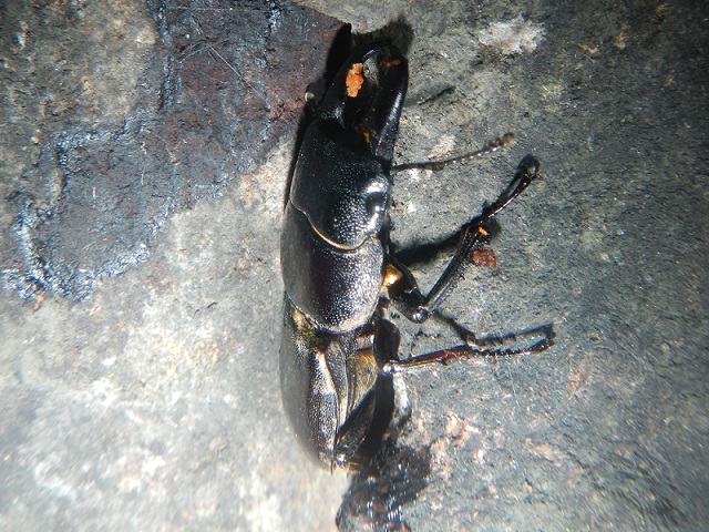 �q���^��