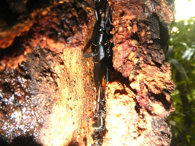 �Rx�����ς�