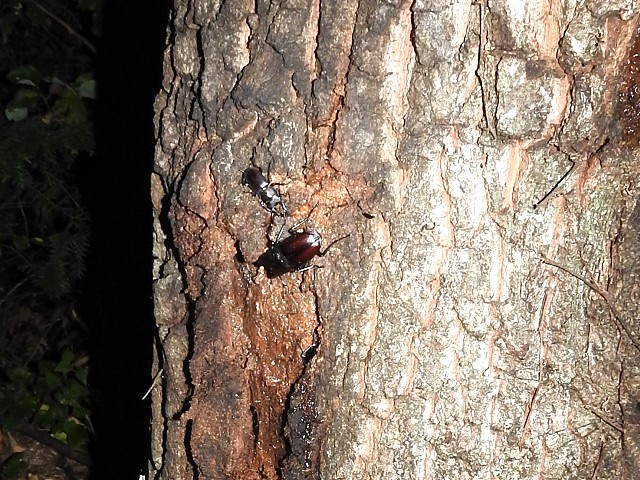 �R��(��)�ƃm�R�M����