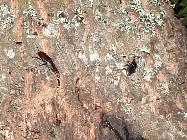 �m�R�M����(��)�ƃR��