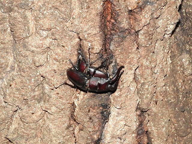 �m�R�M���y�A