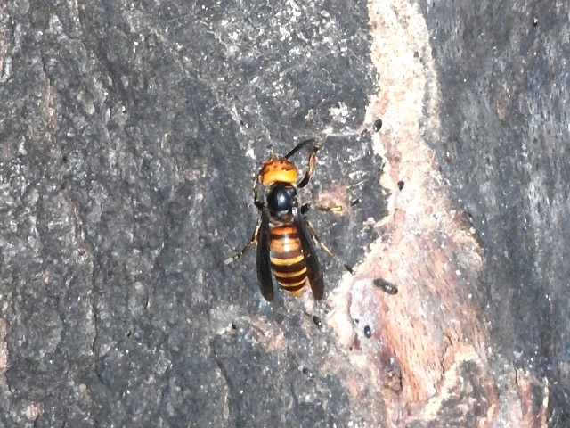 �X�Y���o�`