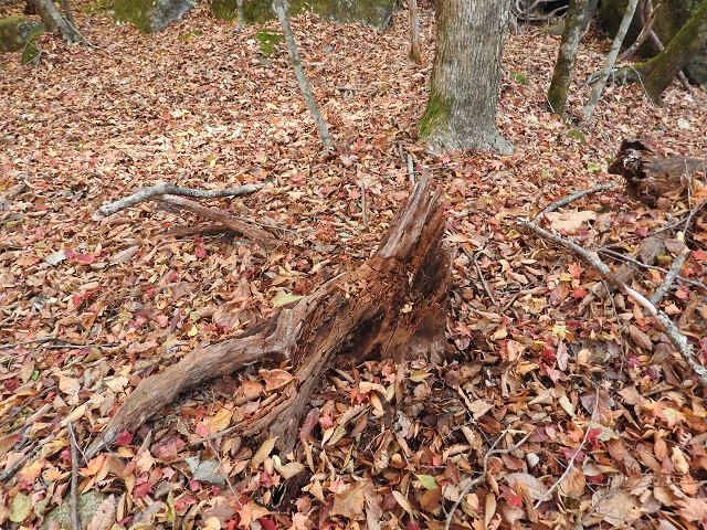 �J�c���̖�