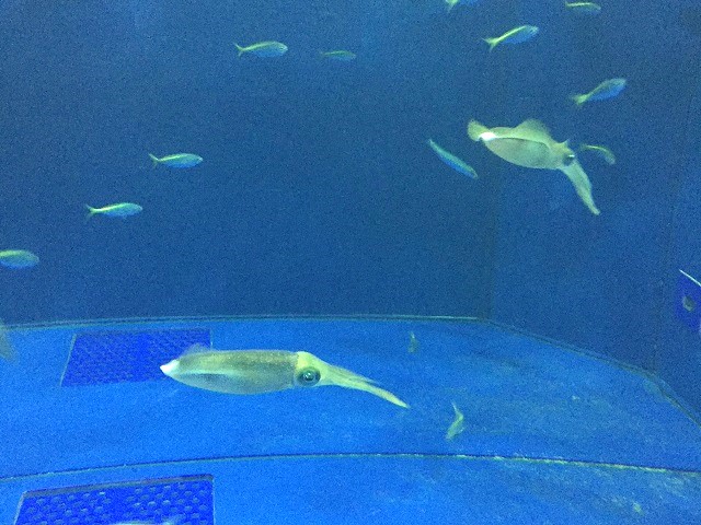 �A�I���C�J