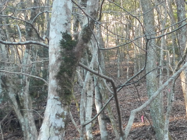 �^�_�R�����͔���